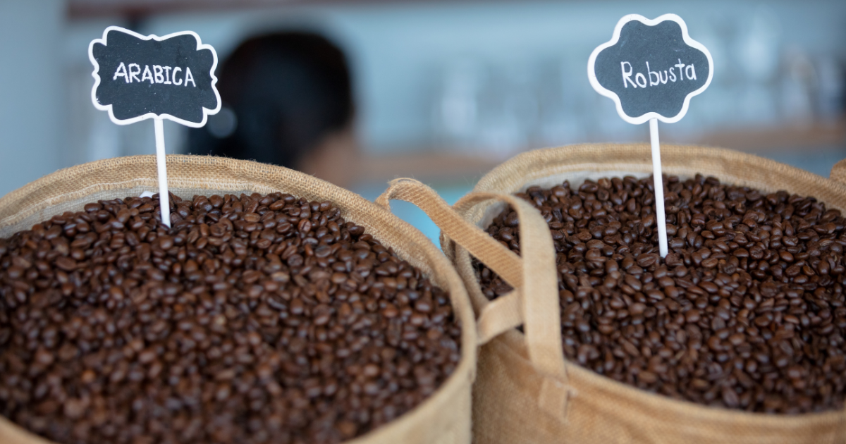 Quelle est la différence entre l’Arabica et le Robusta ? 